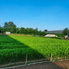 CÂY GIỐNG CÔNG TRÌNH