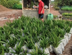 CUNG CẤP CÂY GIỐNG