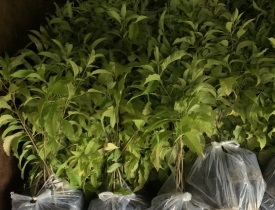 Cây Hoàng Yến ( Bọ Cạp Vàng )