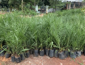 Cây chà là dùng để làm gì? Cách trồng và chăm sóc để sai quả