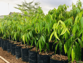 CUNG CẤP CÂY GIỐNG TẠI ĐỒNG NAI
