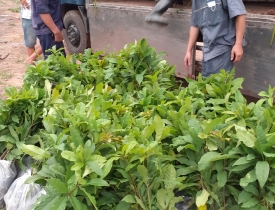 CHỦ ĐỘNG SẢN XUẤT GIỐNG CÂY LÂM NGHIỆP CHẤT LƯỢNG