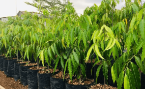 CUNG CẤP CÂY GIỐNG TẠI ĐỒNG NAI