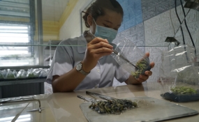 9X bỏ phố về quê mở phòng thí nghiệm cây giống