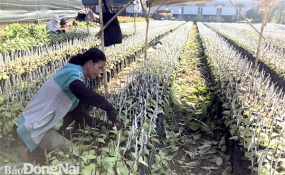Tăng lợi nhuận nhờ giống mới