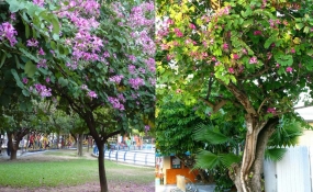 CÂY LỘC VỪNG VÀ CÂY MÓNG BÒ