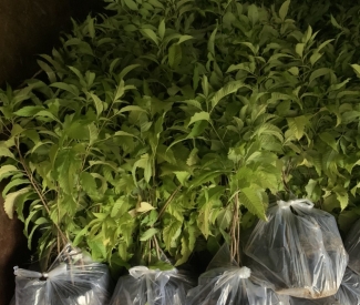 Cây Hoàng Yến ( Bọ Cạp Vàng )
