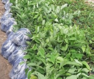 CÂY GIỐNG ĐỒNG NAI