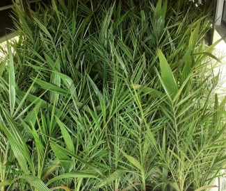XUẤT LÔ CÂY MỚI CHO KHÁCH | CÂY GIỐNG THẮNG DUNG