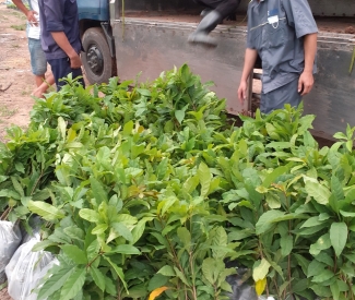 CHỦ ĐỘNG SẢN XUẤT GIỐNG CÂY LÂM NGHIỆP CHẤT LƯỢNG