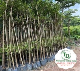 Bằng Đài Loan