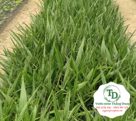 Cây Chà Là Ăn Trái