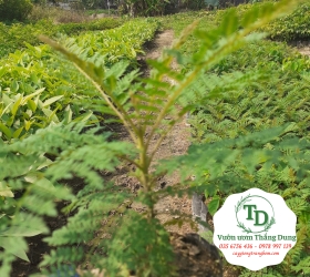 Cây Phượng Tím