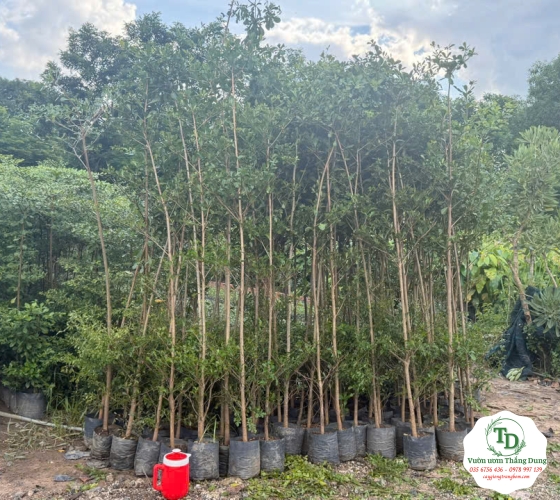Bằng Đài Loan