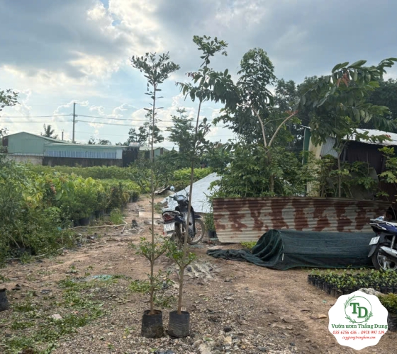 Bằng Đài Loan