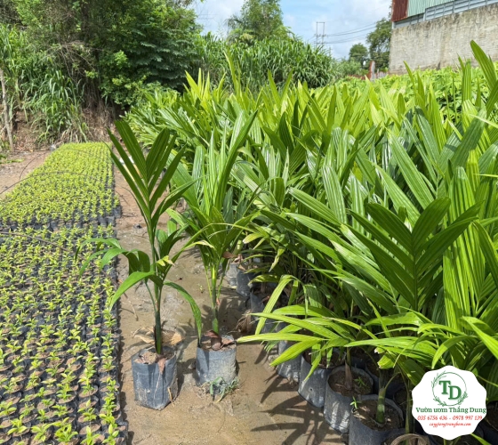 Cây cau trái dài